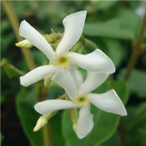 Trachelospermum Asiaticum 'Majus'